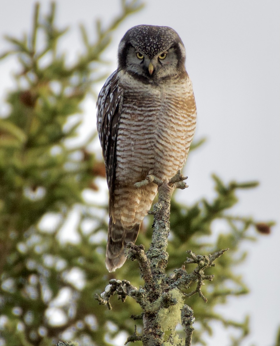 Northern Hawk Owl - ML645941350