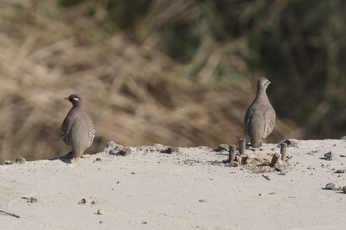Sand Partridge - ML645941353