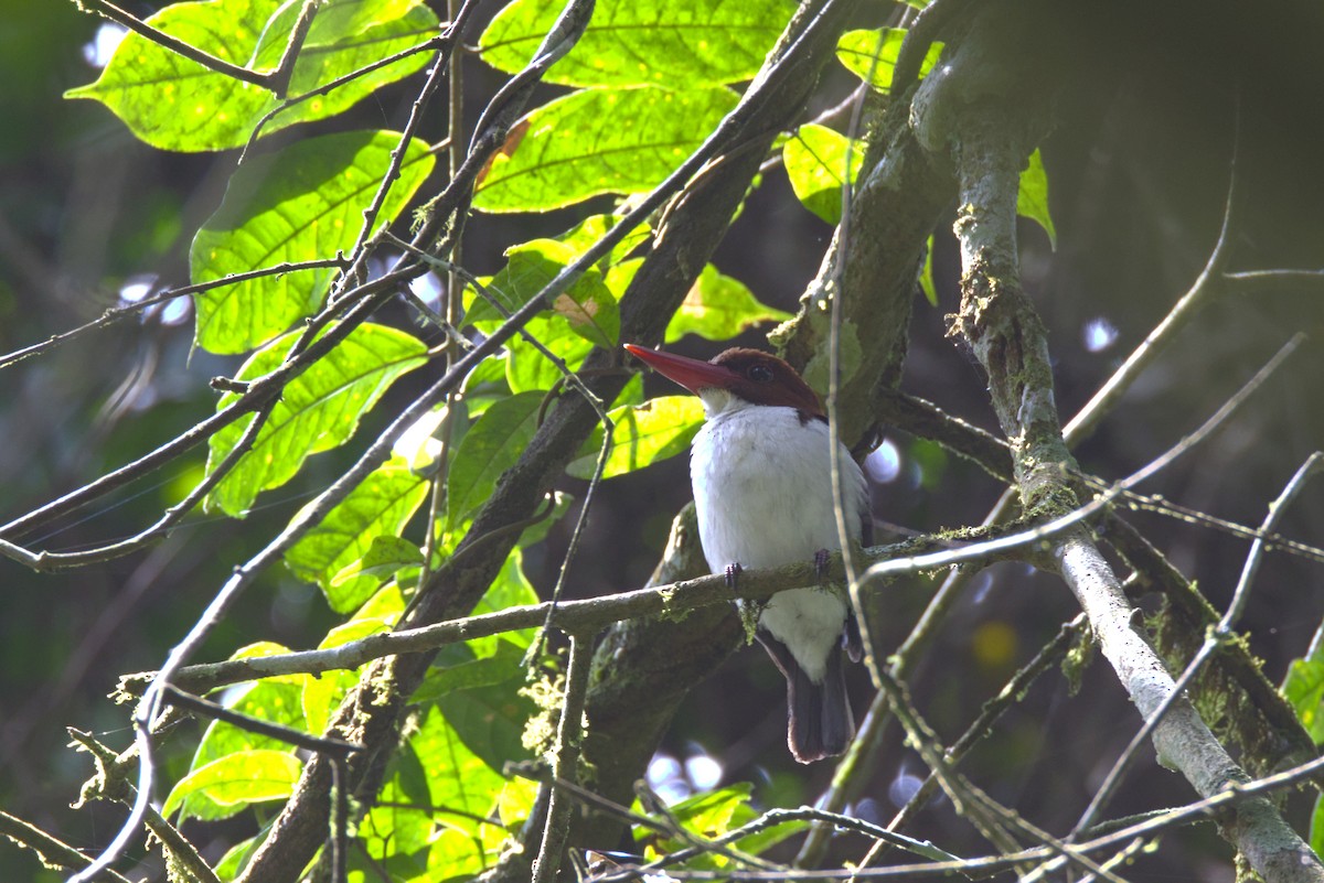 Alción Castaño - ML645941354