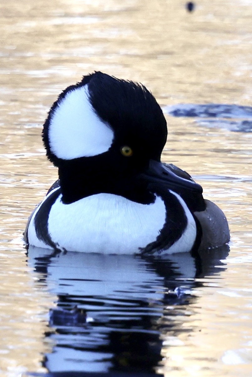 Hooded Merganser - ML645941363