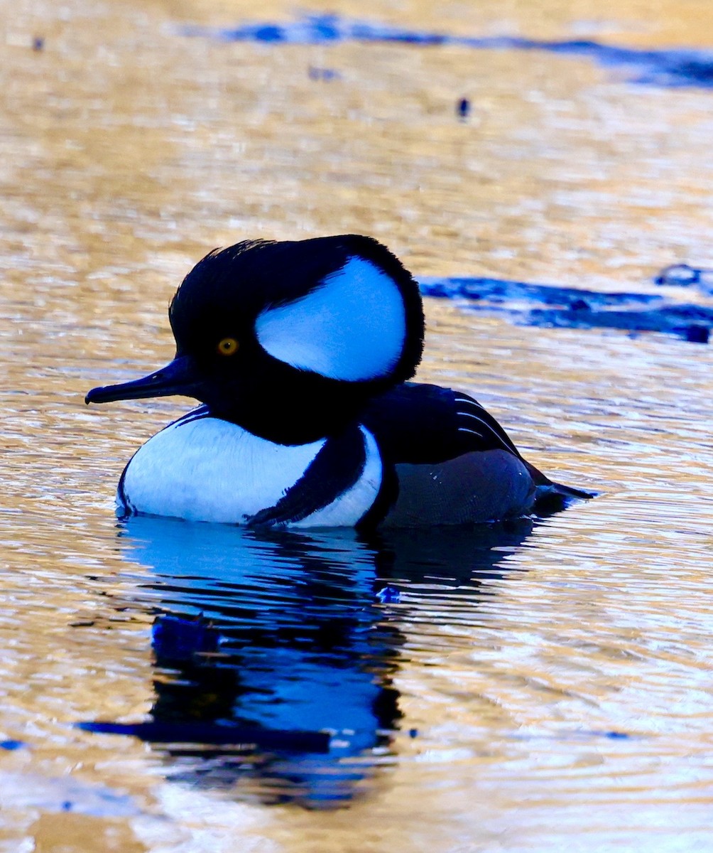 Hooded Merganser - ML645941364