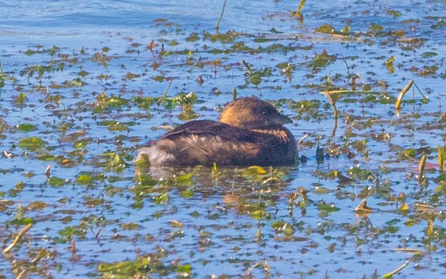 Pied-billed Grebe - ML645941368