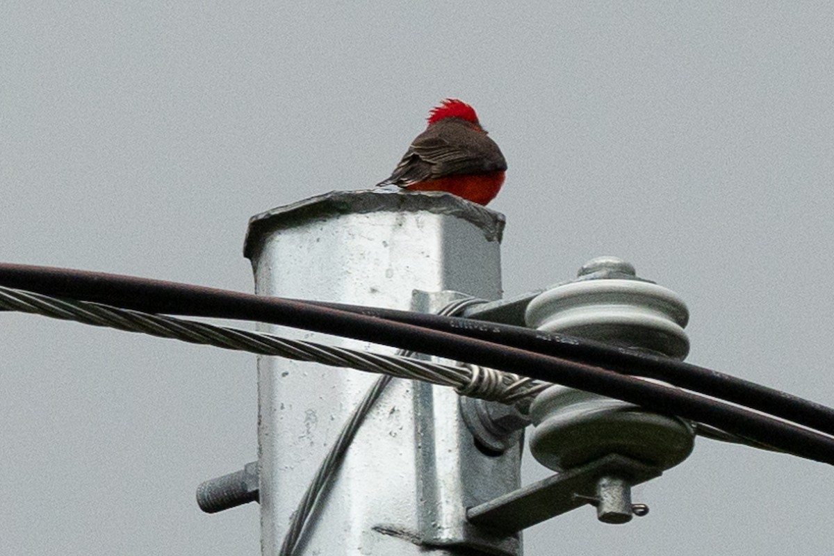 Vermilion Flycatcher - ML645941369