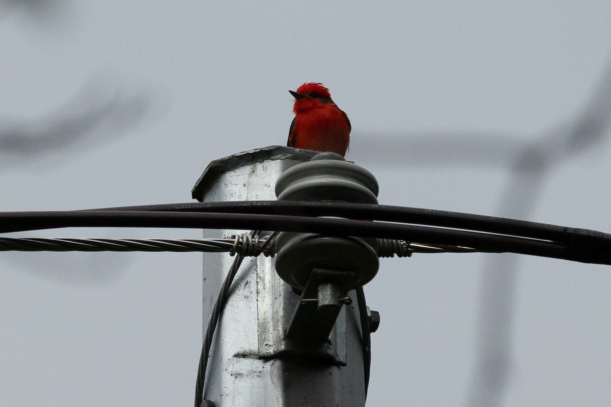 Vermilion Flycatcher - ML645941370