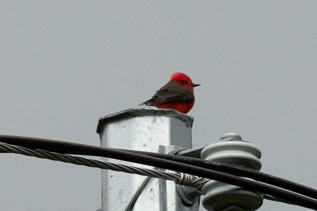 Vermilion Flycatcher - ML645941371