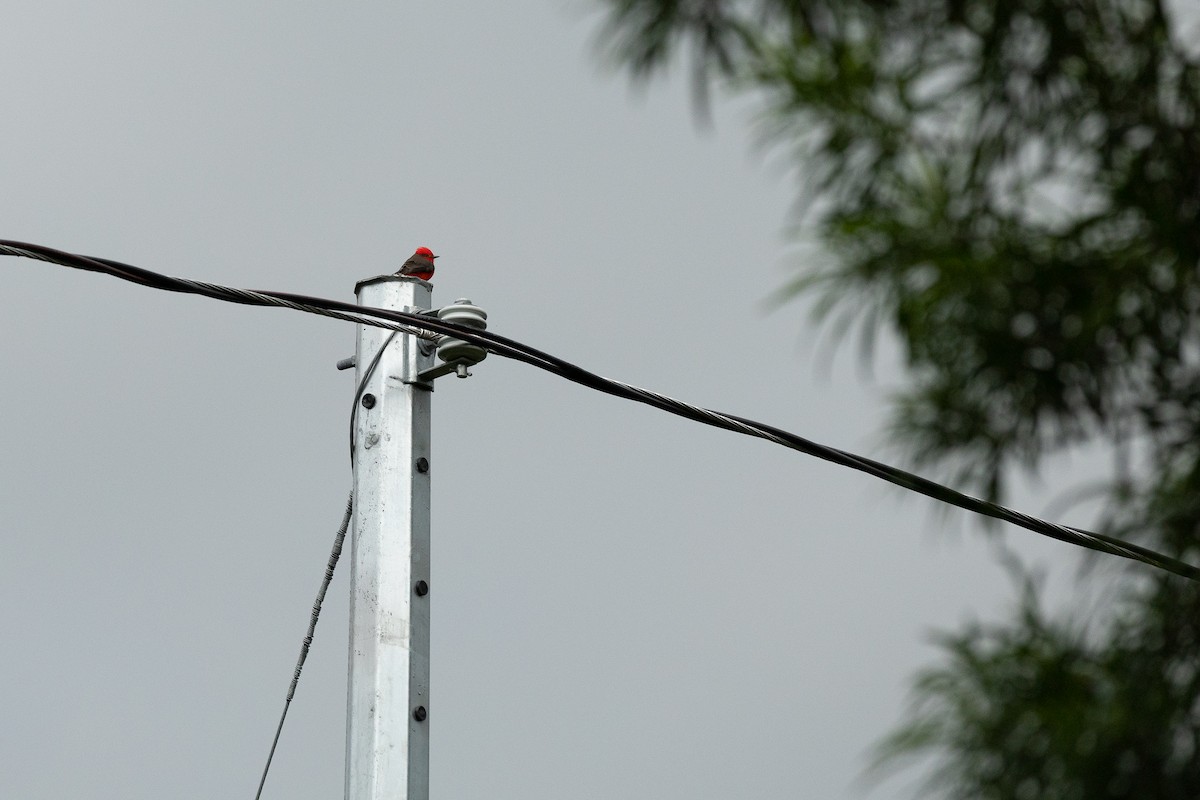 Vermilion Flycatcher - ML645941372