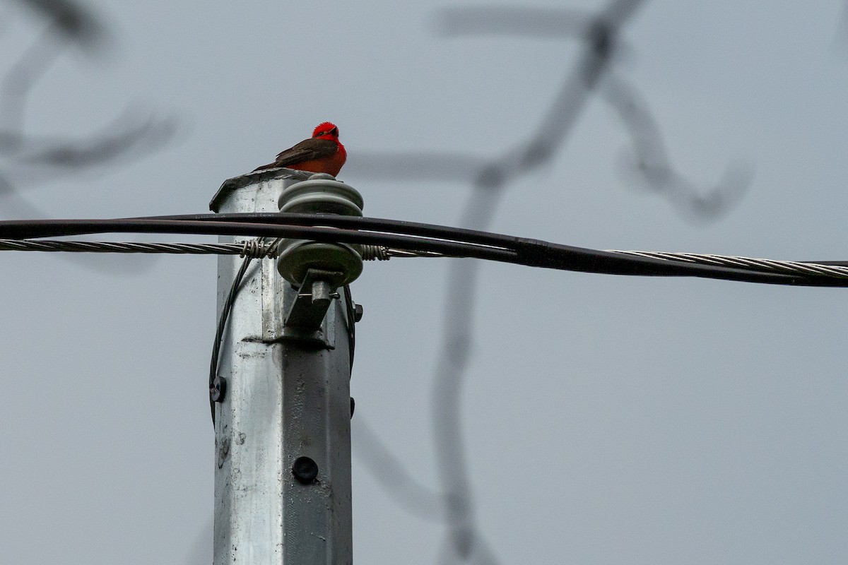 Vermilion Flycatcher - ML645941373
