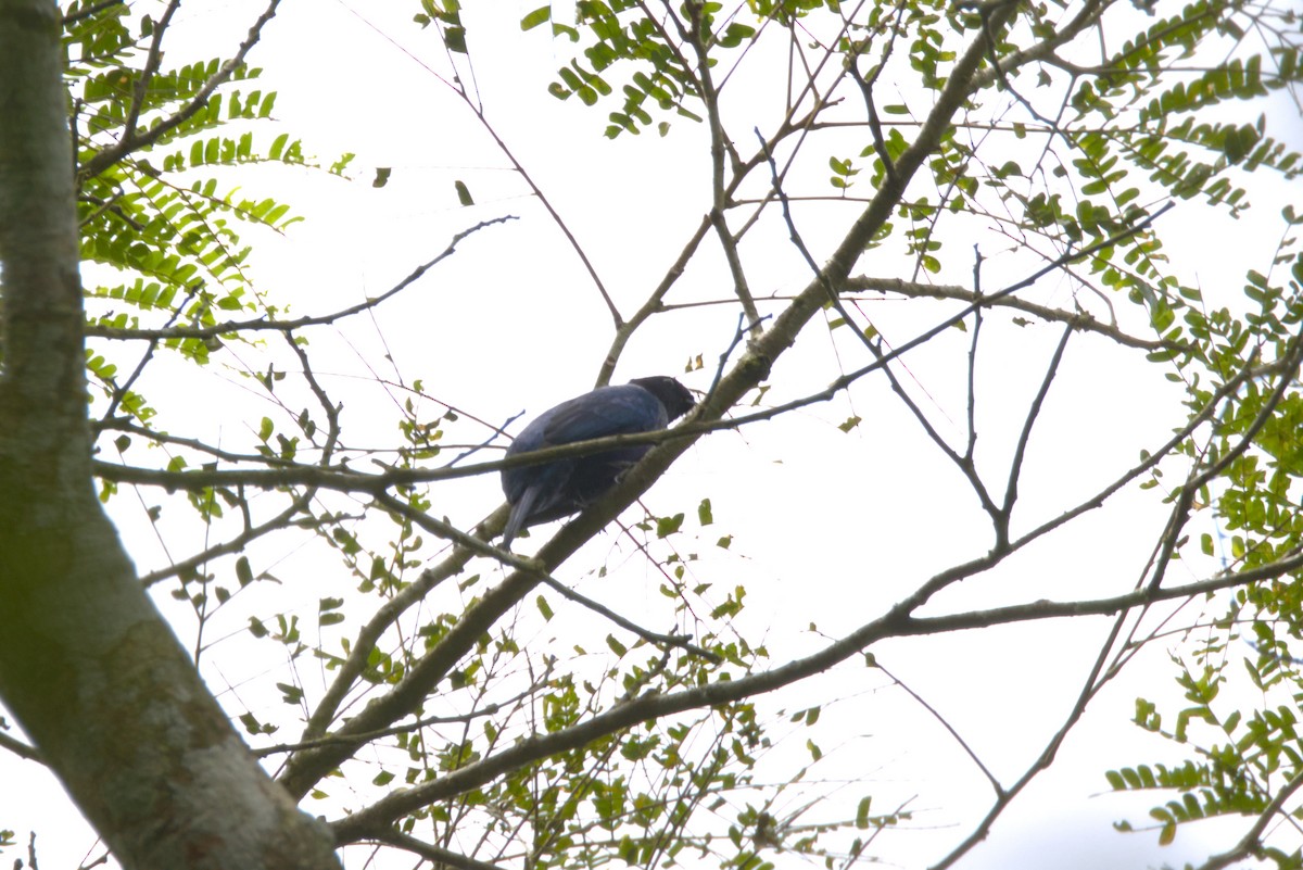 Purple-throated Cuckooshrike - ML645941375