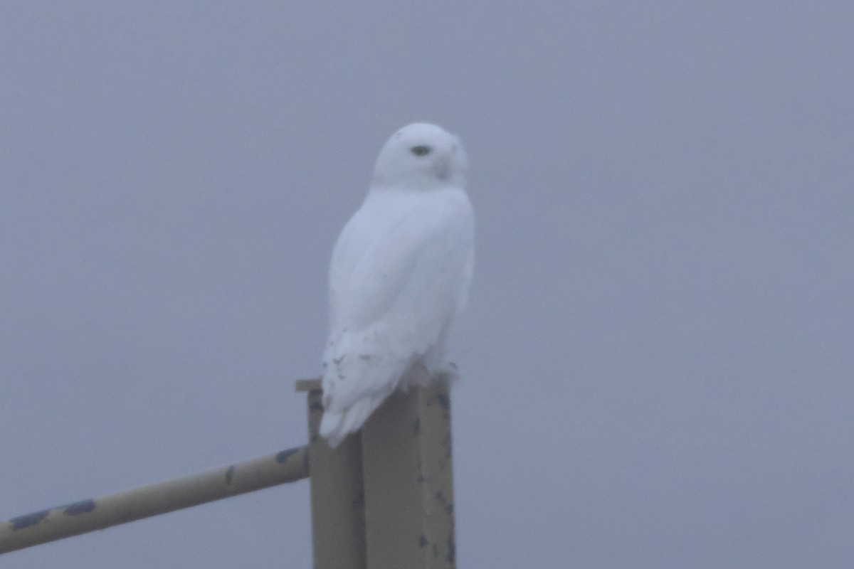 Snowy Owl - ML645941380