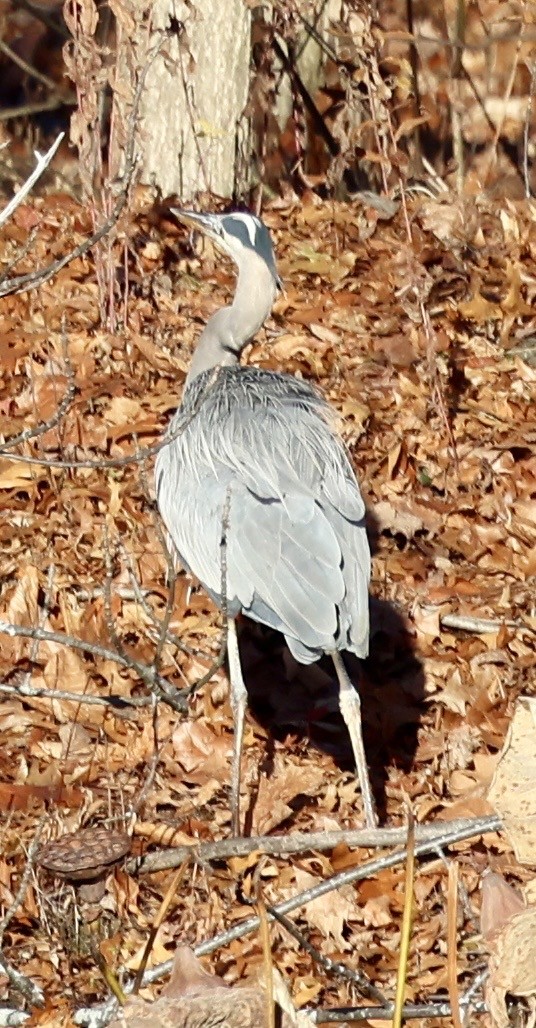 Great Blue Heron - ML645941383