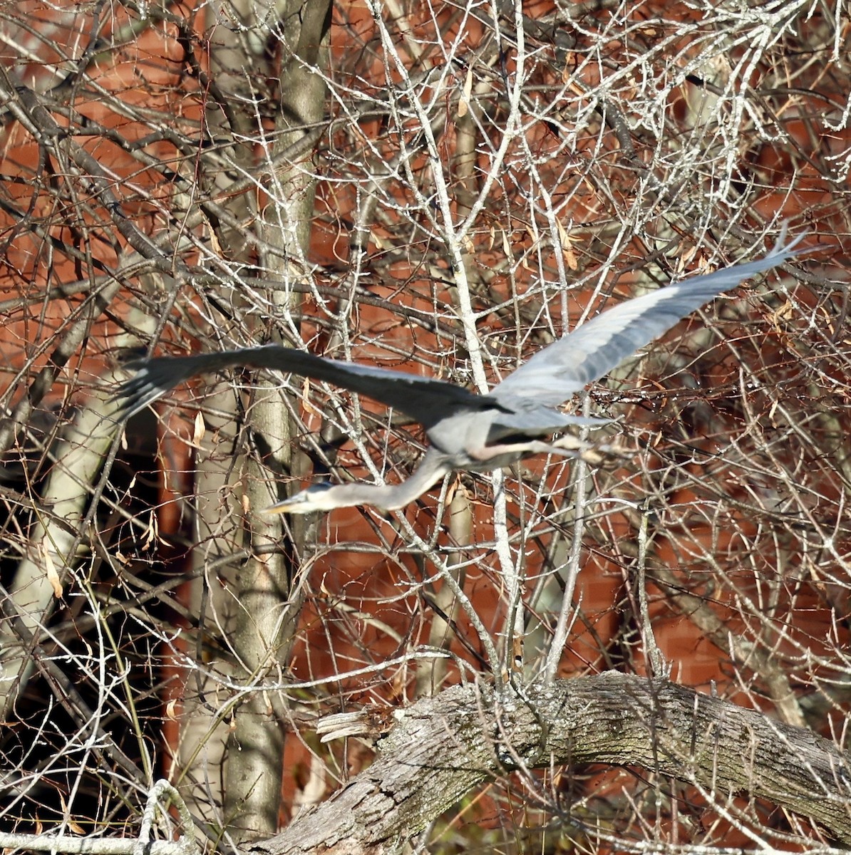 Great Blue Heron - ML645941384