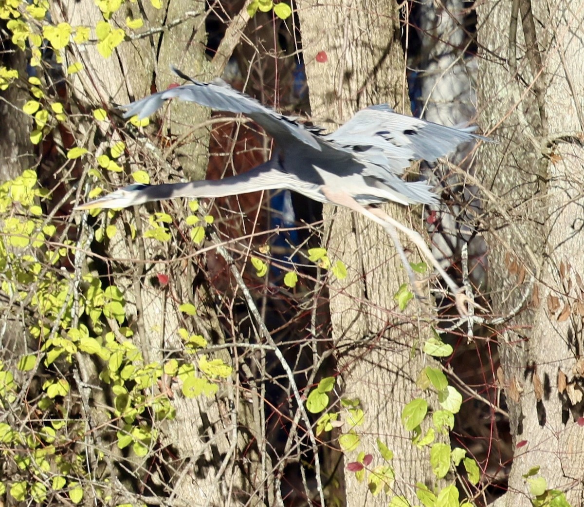 Great Blue Heron - ML645941385