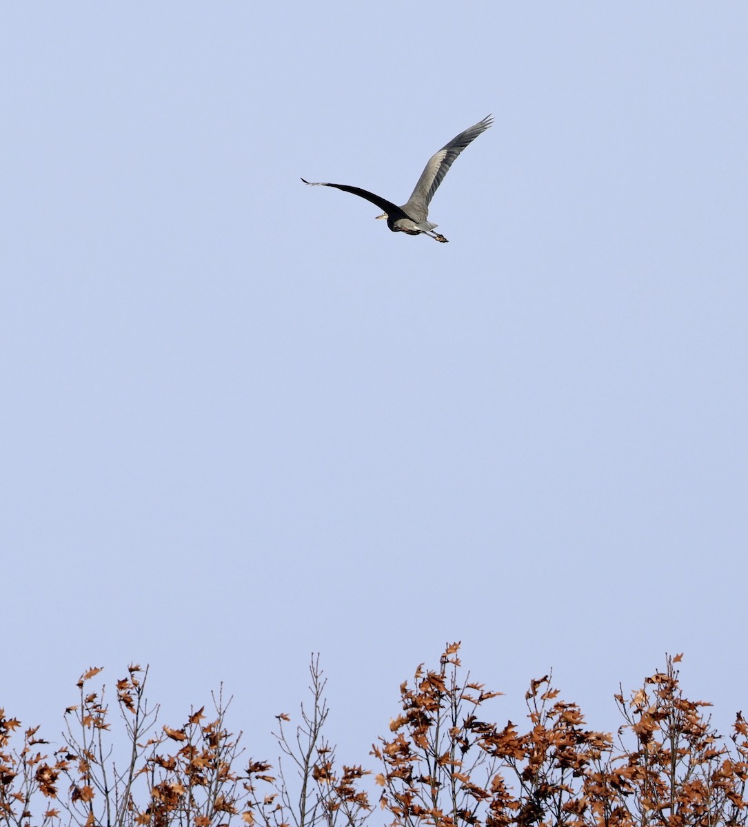Great Blue Heron - ML645941386