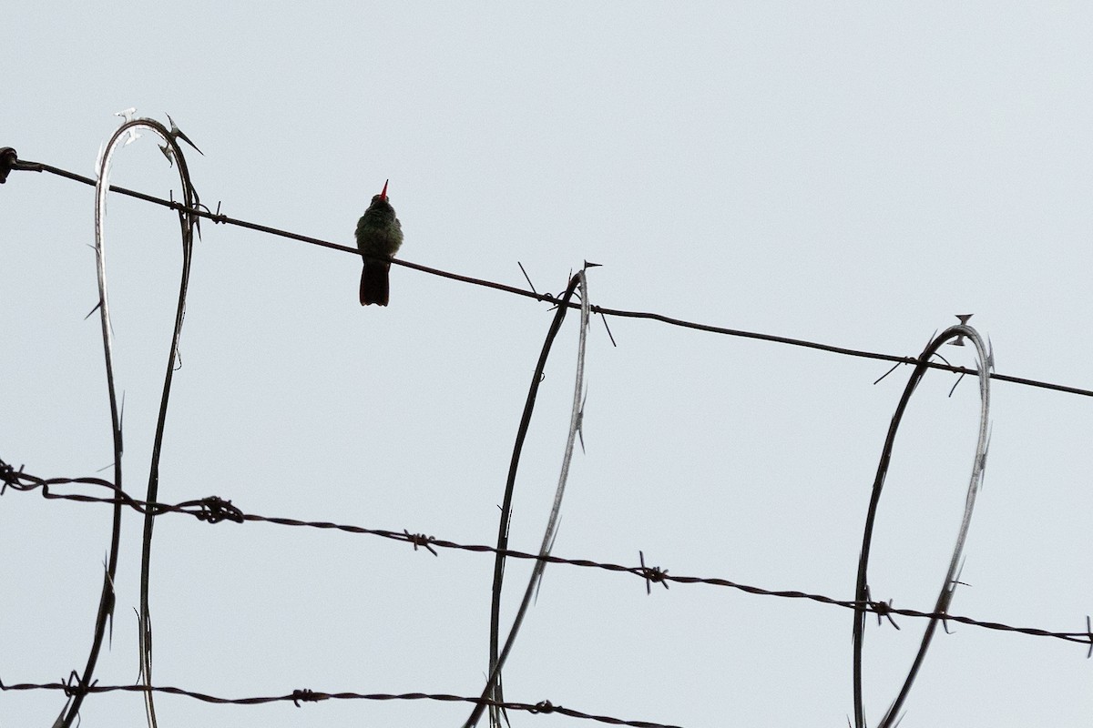 Rufous-tailed Hummingbird - ML645941393