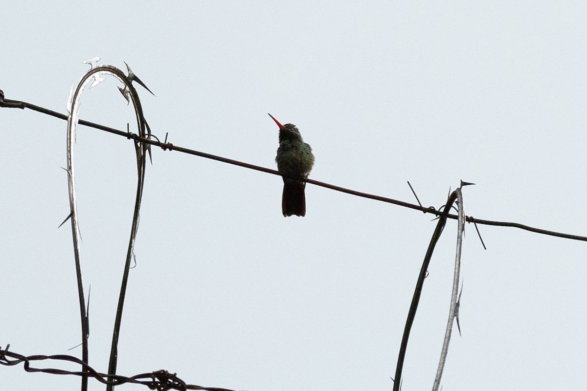 Rufous-tailed Hummingbird - ML645941394