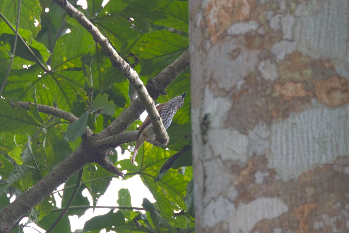 Bias Llameante - ML645941396