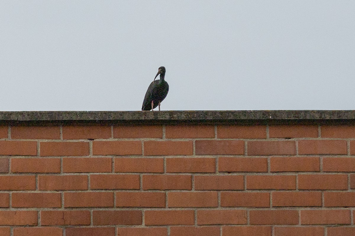 Ibis Afeitado - ML645941397