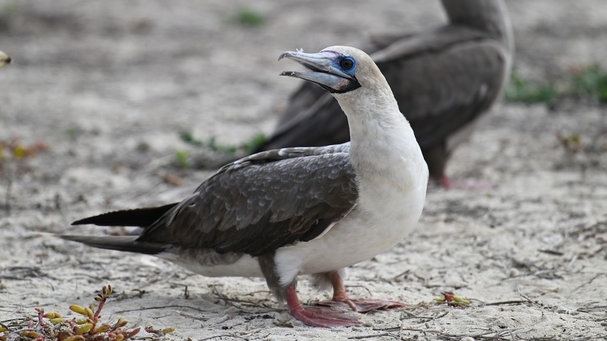 Сула червононога - ML645941398