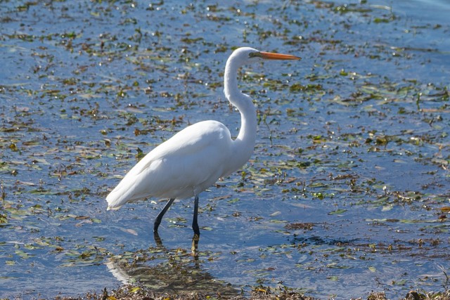 大白鷺 - ML645941400