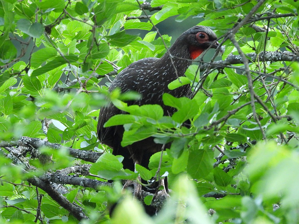 guan červenolící - ML645941405