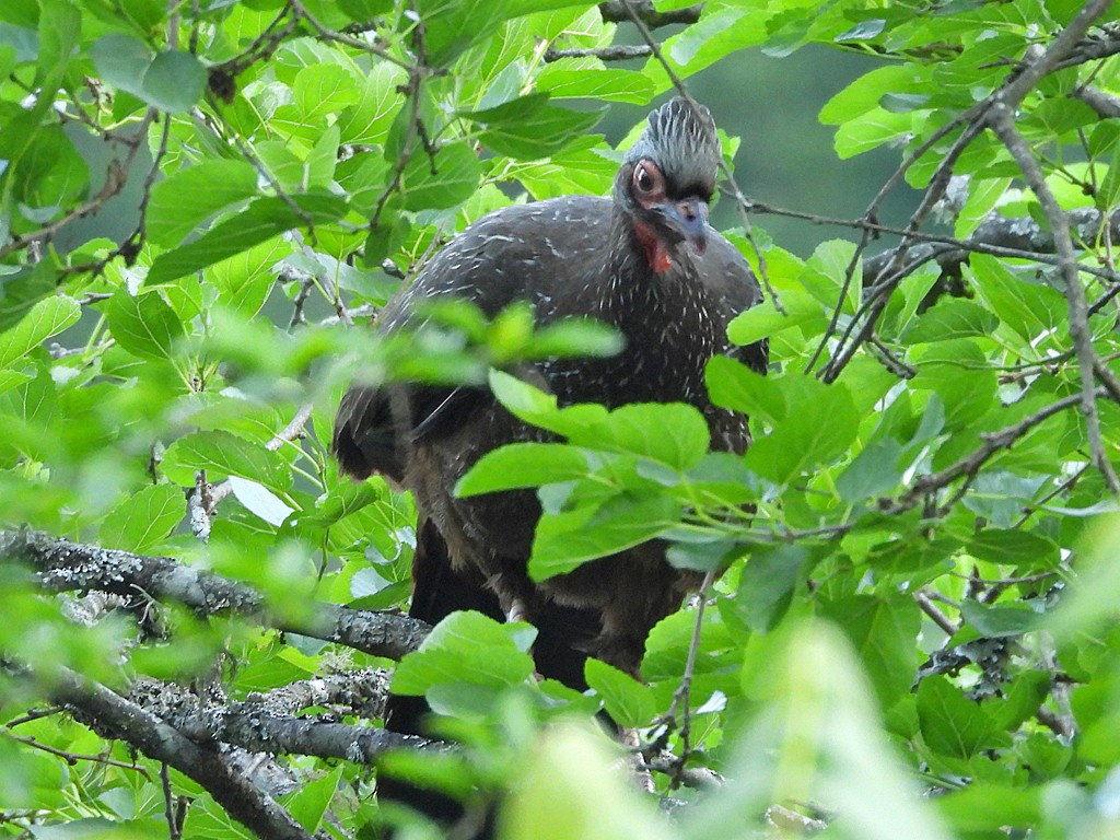 guan červenolící - ML645941406