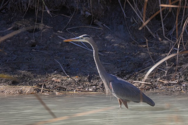 Great Blue Heron - ML645941409