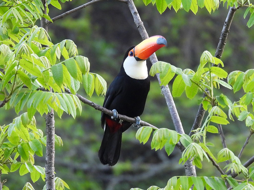 Toco Toucan - ML645941411