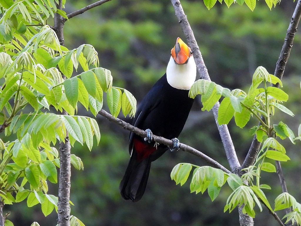 Toco Toucan - ML645941412