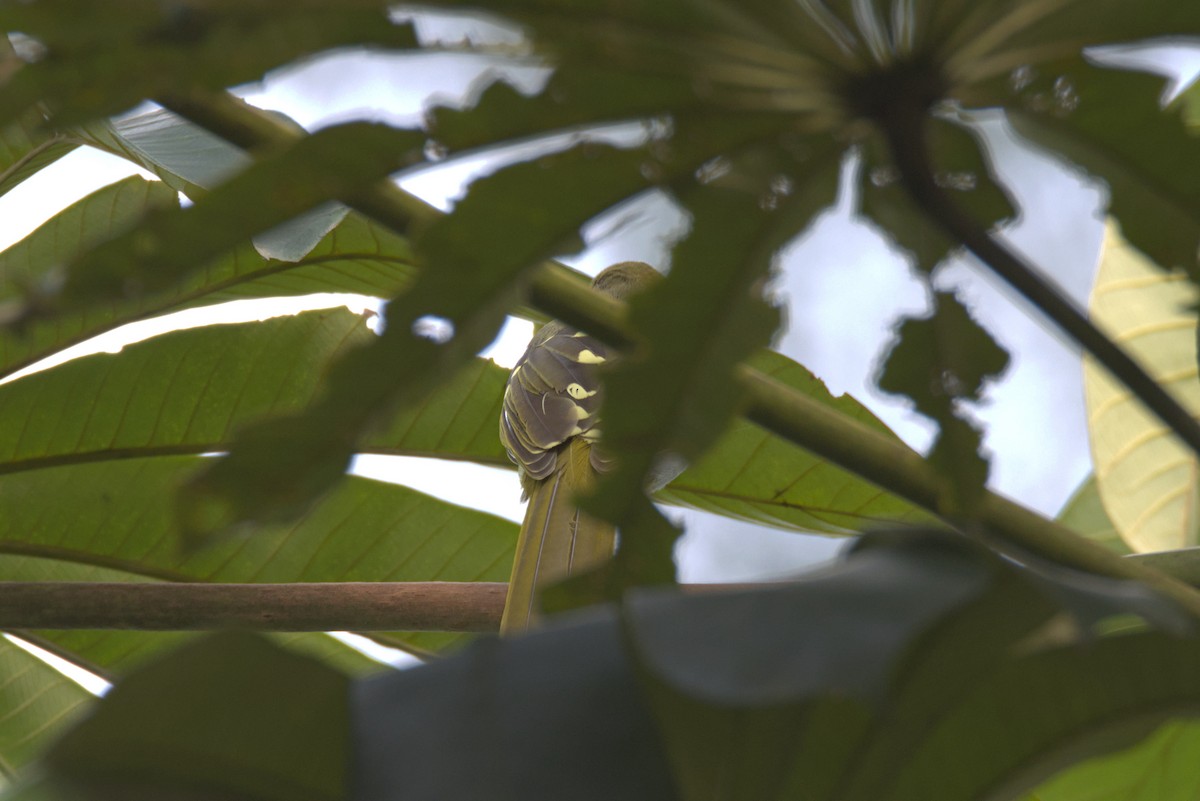 Conquistador Occidental - ML645941413