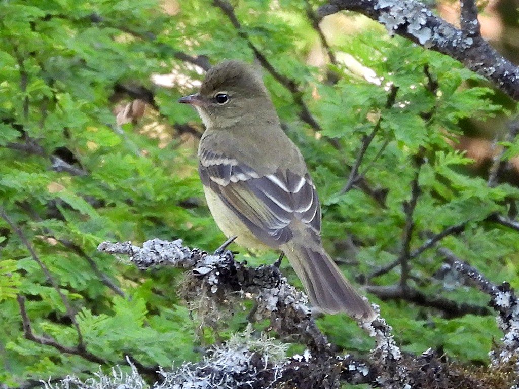 Highland Elaenia - ML645941418