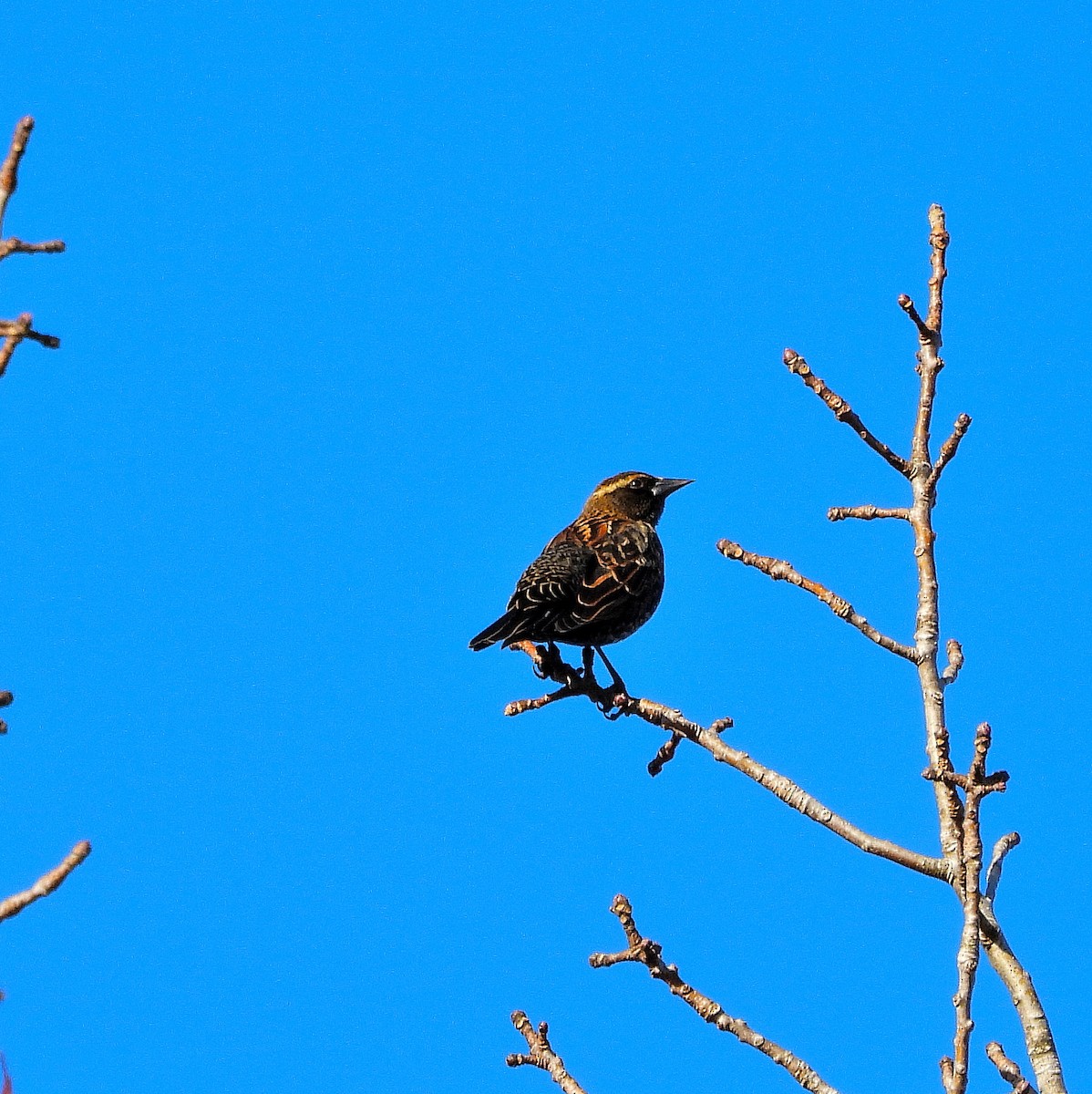 Red-winged Blackbird - ML645941420