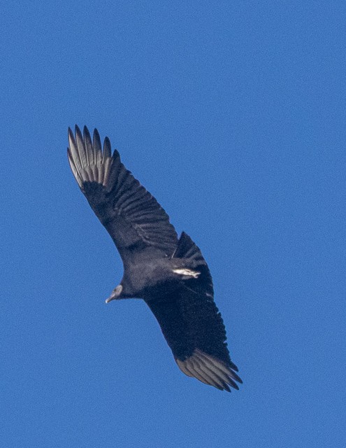 Black Vulture - ML645941421