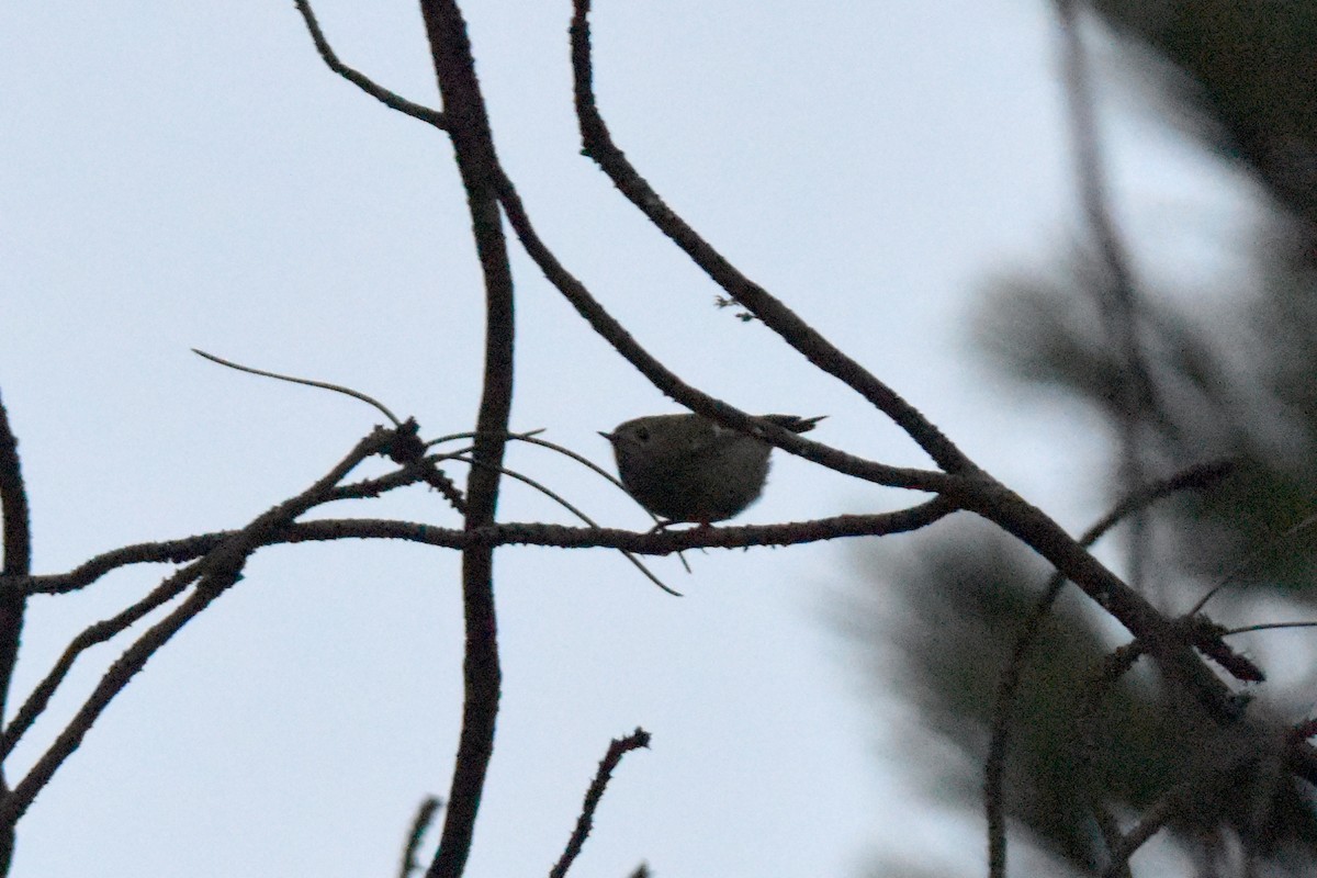 Goldcrest - ML645941425