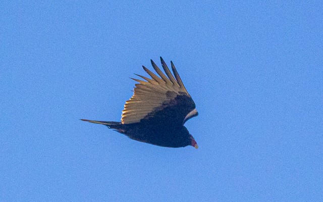 Turkey Vulture - ML645941426