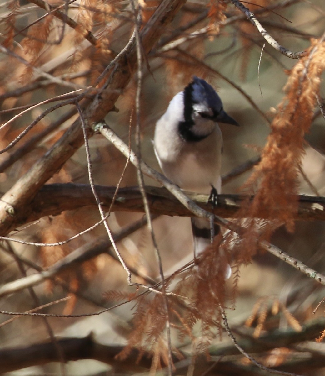 Blue Jay - ML645941427