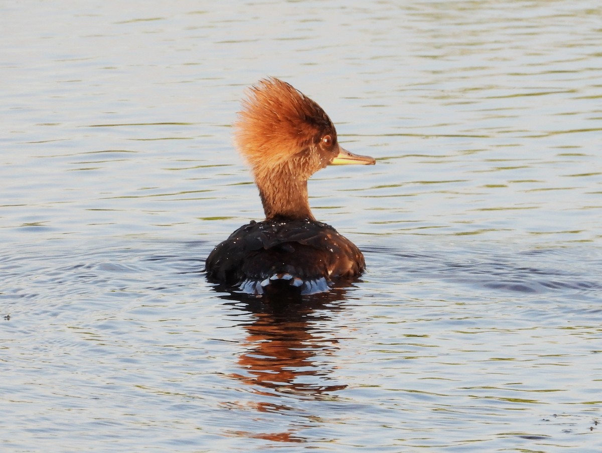 Hooded Merganser - ML645941431