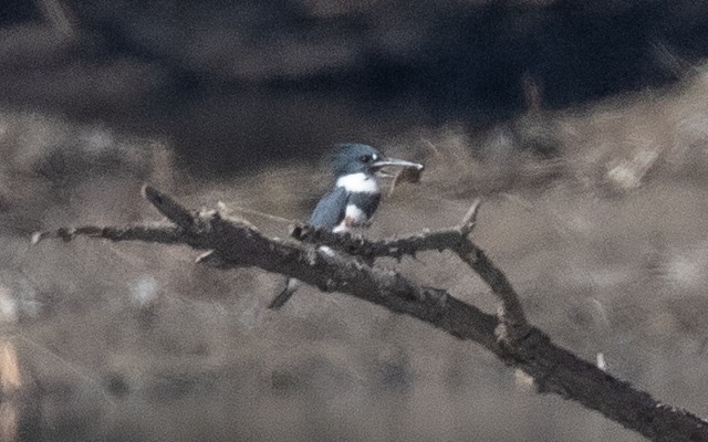 Belted Kingfisher - ML645941435