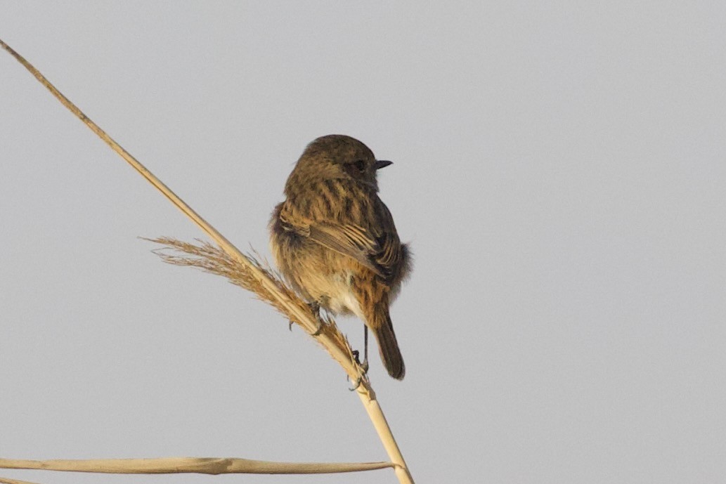 European Stonechat - ML645941437