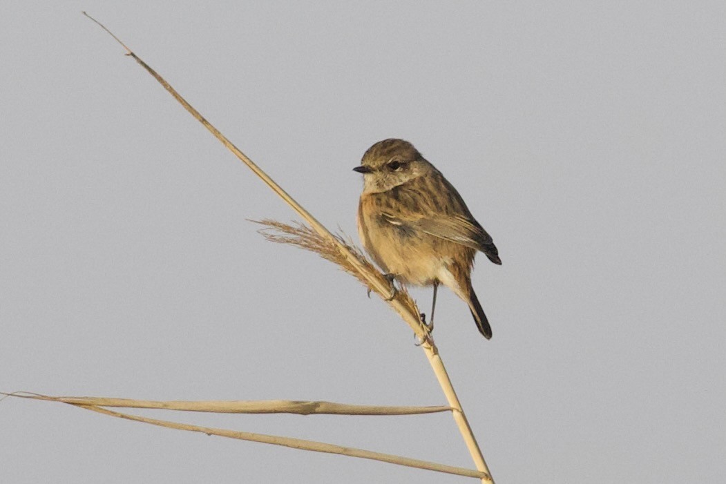 European Stonechat - ML645941438