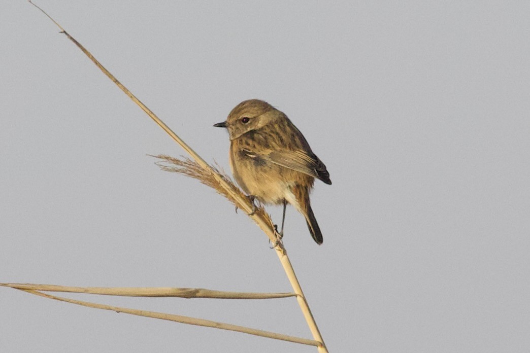 European Stonechat - ML645941439