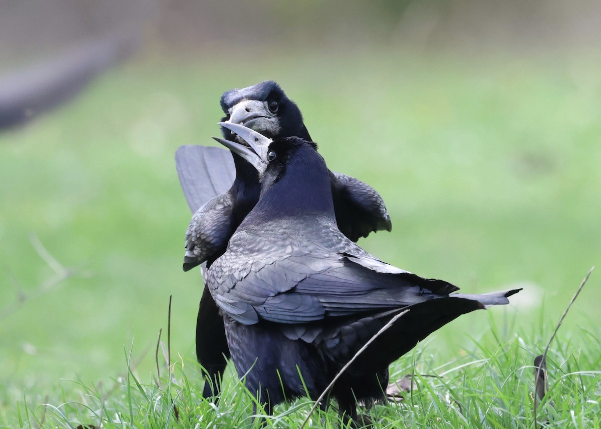 禿鼻鴉 - ML645941440