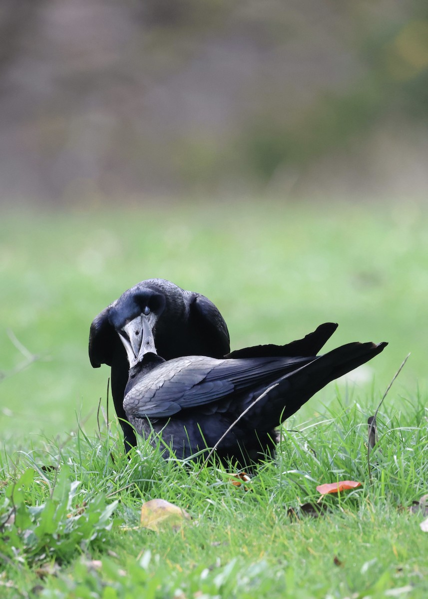 禿鼻鴉 - ML645941441