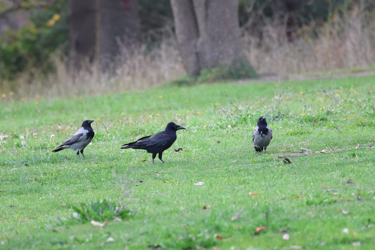 禿鼻鴉 - ML645941442