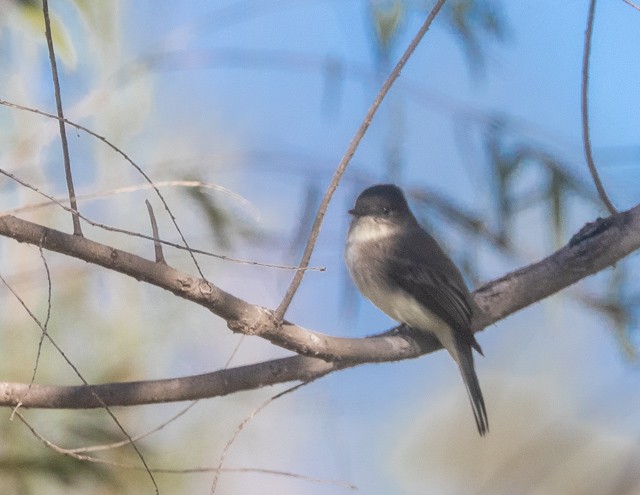 Eastern Phoebe - ML645941448