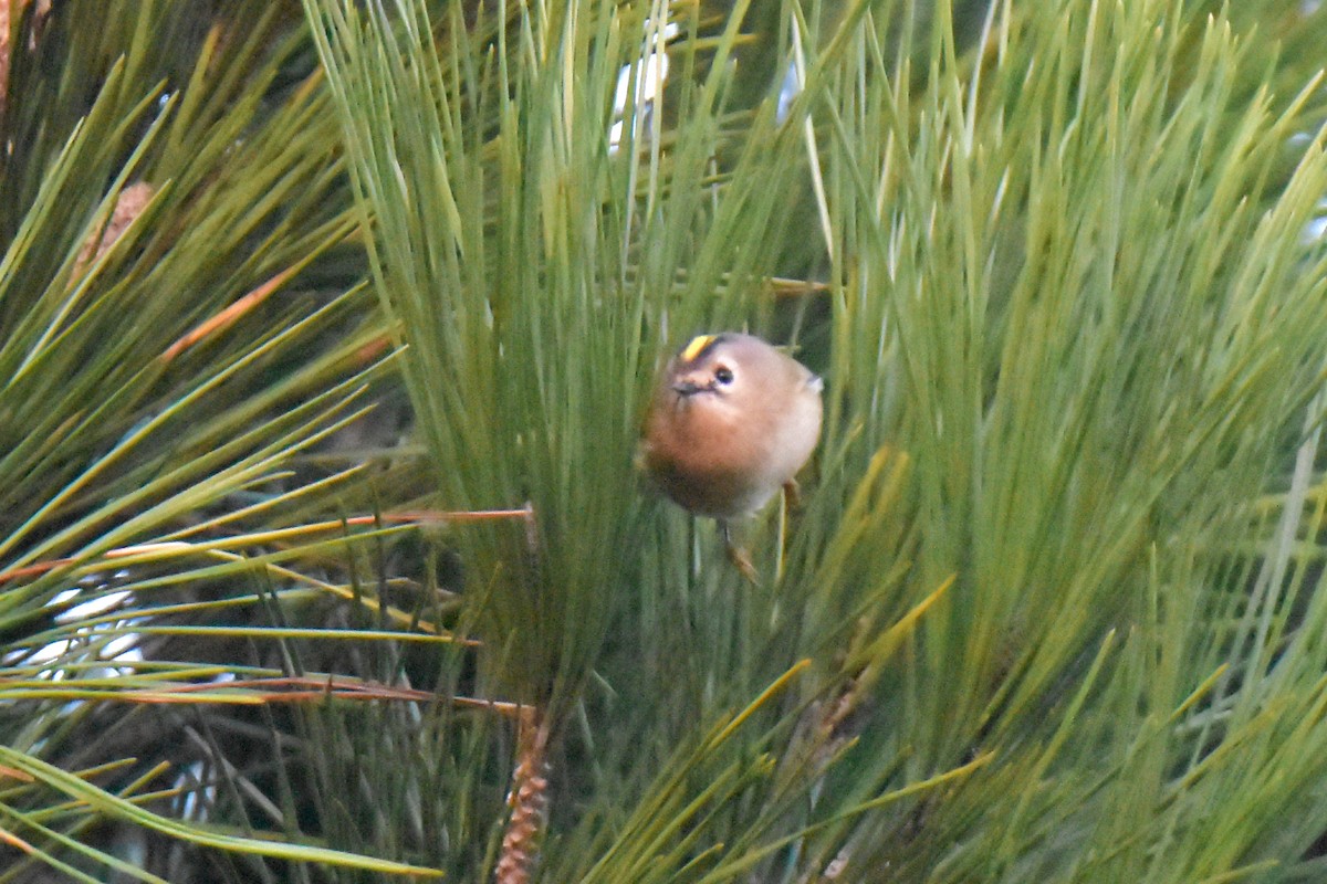 Goldcrest - ML645941449