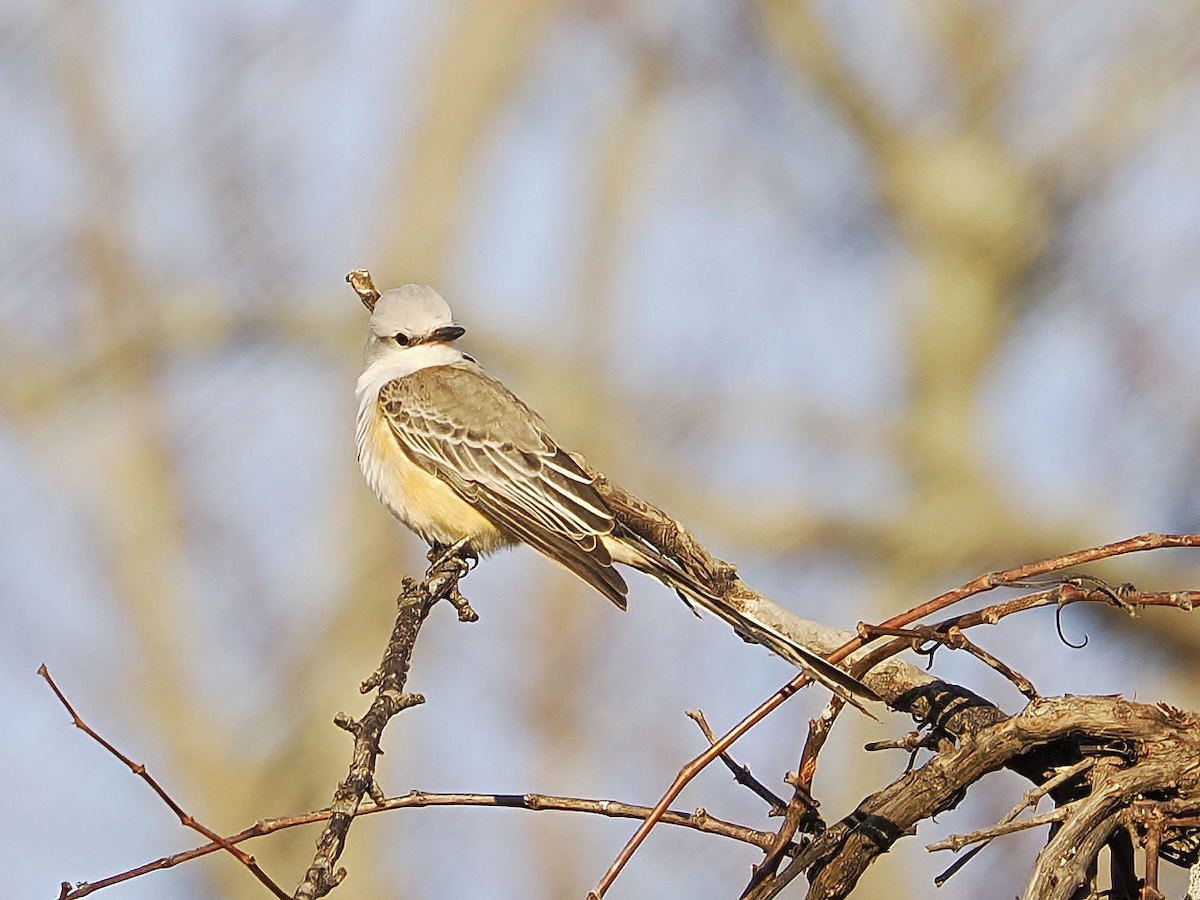 Scissor-tailed Flycatcher - ML645941451
