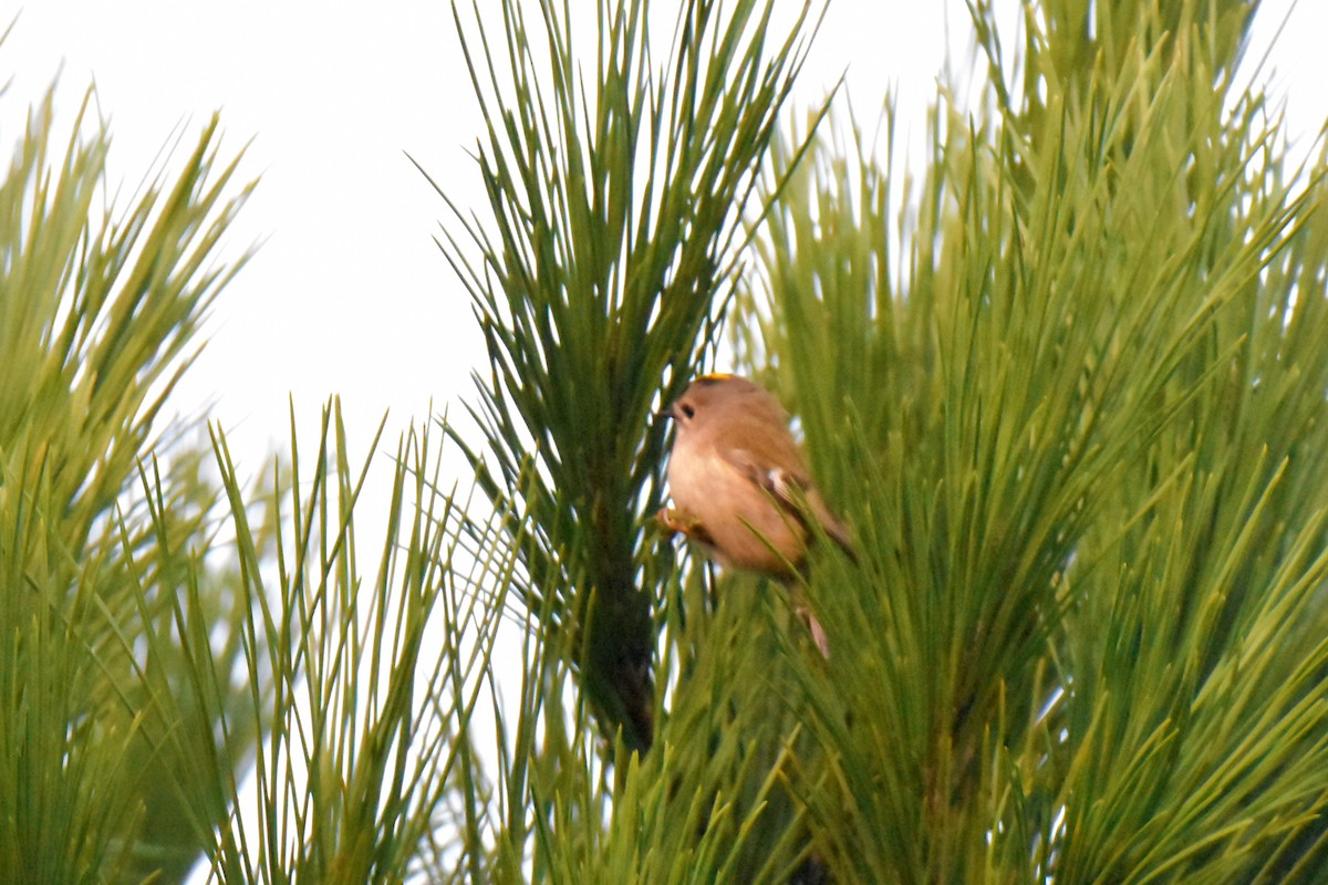 Goldcrest - ML645941452