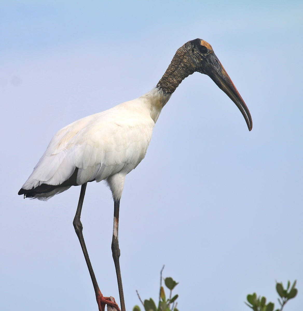Wood Stork - ML645941453