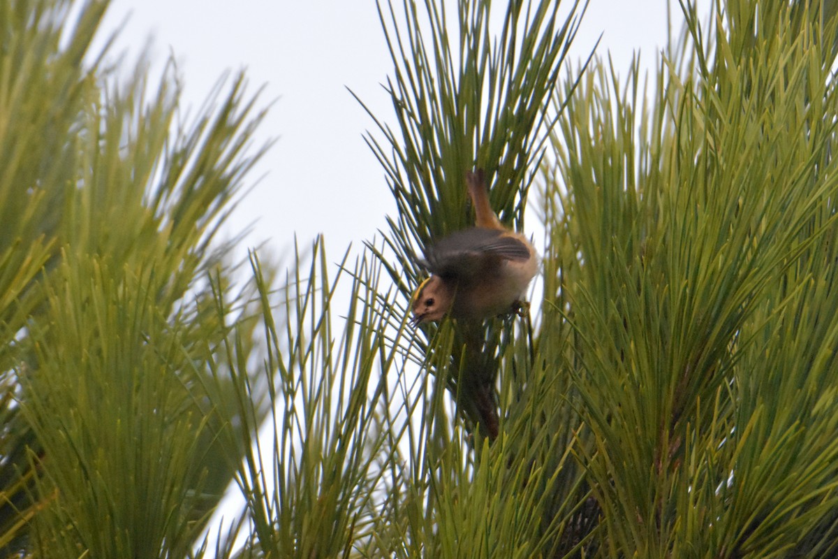 Goldcrest - ML645941454