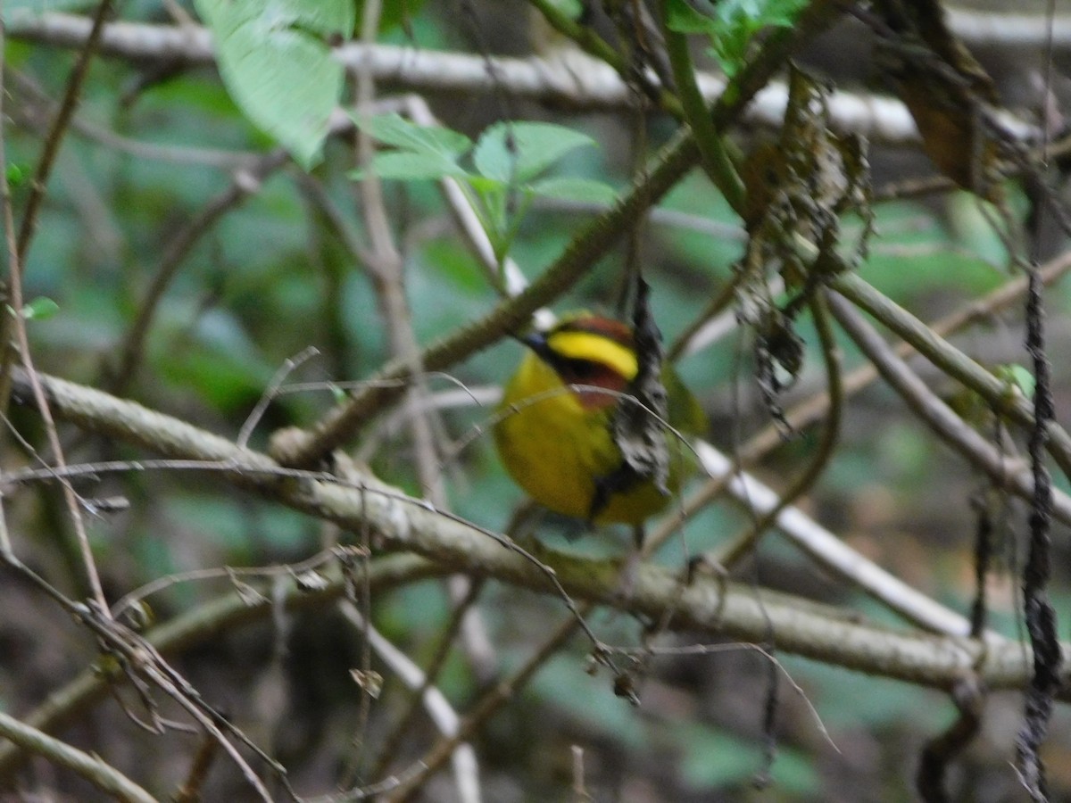 キンマユアメリカムシクイ - ML645941455